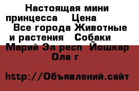 Настоящая мини принцесса  › Цена ­ 25 000 - Все города Животные и растения » Собаки   . Марий Эл респ.,Йошкар-Ола г.